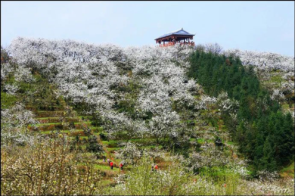 【春天,广西桂林灌阳县向您发出邀请!】我们在灌阳看梨花 - 游山玩水 - 丽水生活社区 - 丽水28生活网 lishui.28life.com