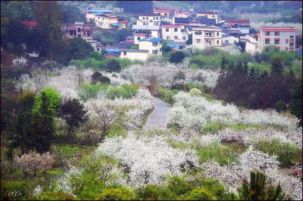 【春天,广西桂林灌阳县向您发出邀请!】我们在灌阳看梨花 - 游山玩水 - 丽水生活社区 - 丽水28生活网 lishui.28life.com