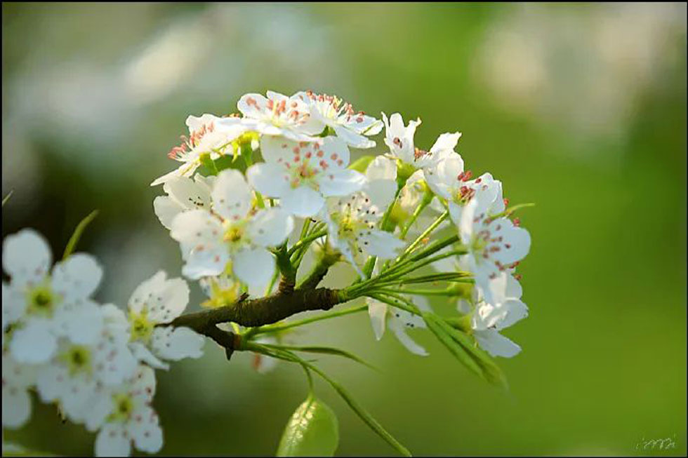 【春天,广西桂林灌阳县向您发出邀请!】我们在灌阳看梨花 - 游山玩水 - 丽水生活社区 - 丽水28生活网 lishui.28life.com