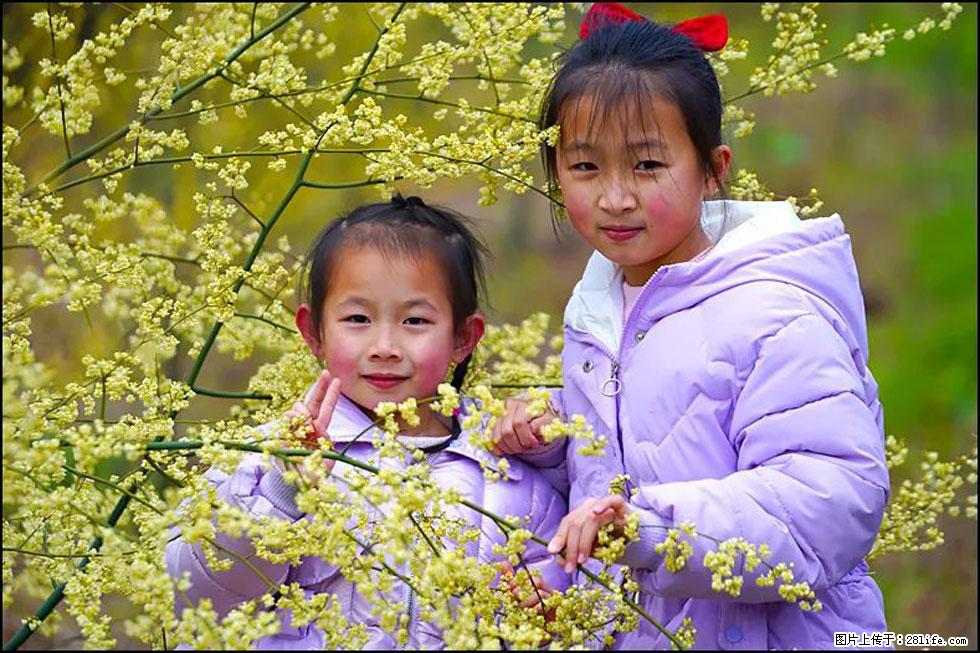 【春天,广西桂林灌阳县向您发出邀请!】米珠山前有片山苍子花在飘香 - 游山玩水 - 丽水生活社区 - 丽水28生活网 lishui.28life.com