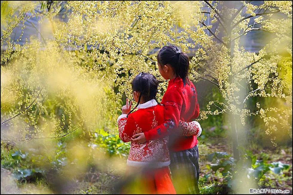 【春天,广西桂林灌阳县向您发出邀请!】米珠山前有片山苍子花在飘香 - 游山玩水 - 丽水生活社区 - 丽水28生活网 lishui.28life.com