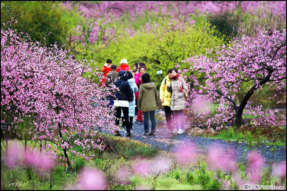 【春天,广西桂林灌阳县向您发出邀请!】官庄村有个醉美的桃花园 - 游山玩水 - 丽水生活社区 - 丽水28生活网 lishui.28life.com