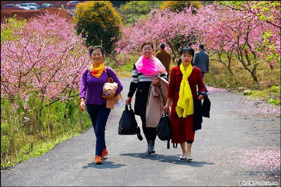 【春天,广西桂林灌阳县向您发出邀请!】官庄村有个醉美的桃花园 - 游山玩水 - 丽水生活社区 - 丽水28生活网 lishui.28life.com