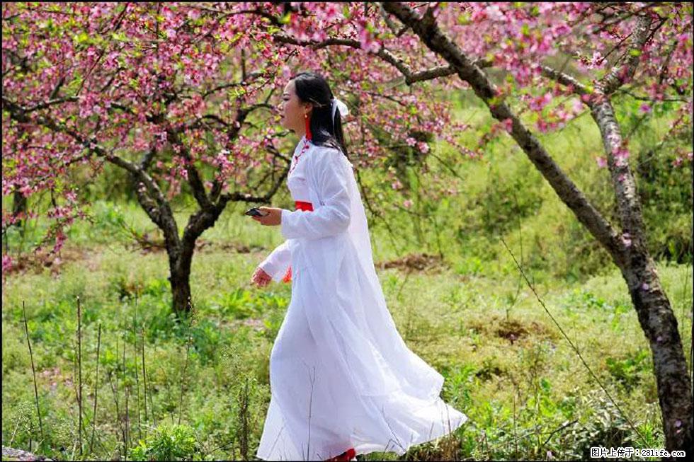 【春天,广西桂林灌阳县向您发出邀请!】官庄村有个醉美的桃花园 - 游山玩水 - 丽水生活社区 - 丽水28生活网 lishui.28life.com