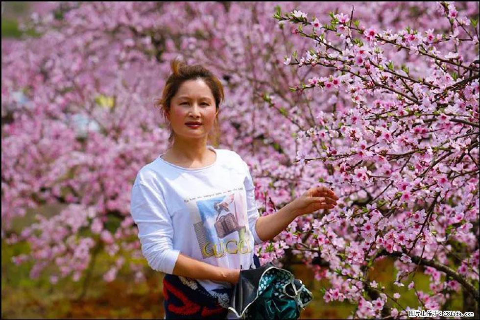 【春天,广西桂林灌阳县向您发出邀请!】官庄村有个醉美的桃花园 - 游山玩水 - 丽水生活社区 - 丽水28生活网 lishui.28life.com