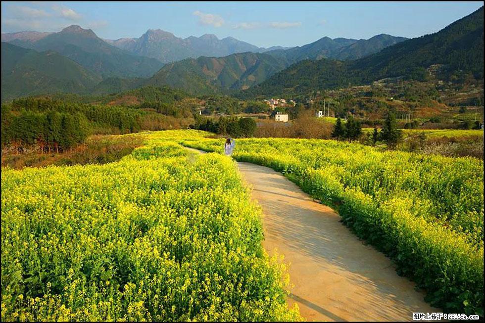 【春天,广西桂林灌阳县向您发出邀请!】长坪村油菜盛情花开 - 游山玩水 - 丽水生活社区 - 丽水28生活网 lishui.28life.com