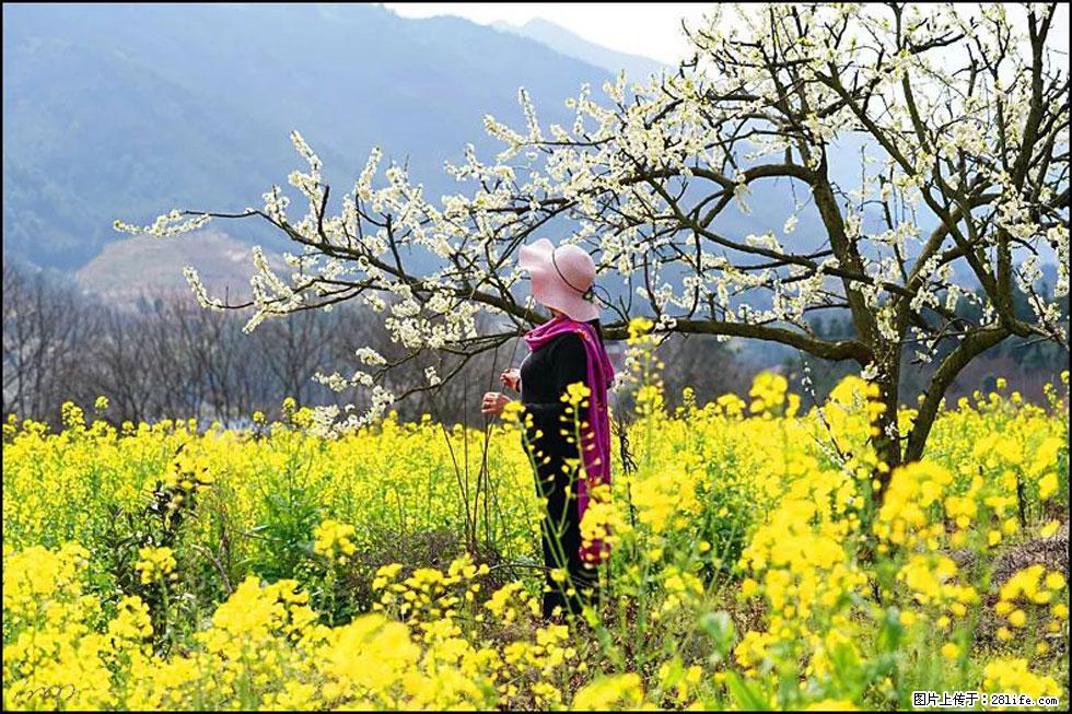 【春天,广西桂林灌阳县向您发出邀请!】长坪村油菜盛情花开 - 游山玩水 - 丽水生活社区 - 丽水28生活网 lishui.28life.com