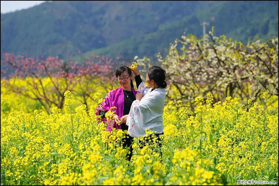 【春天,广西桂林灌阳县向您发出邀请!】长坪村油菜盛情花开 - 游山玩水 - 丽水生活社区 - 丽水28生活网 lishui.28life.com