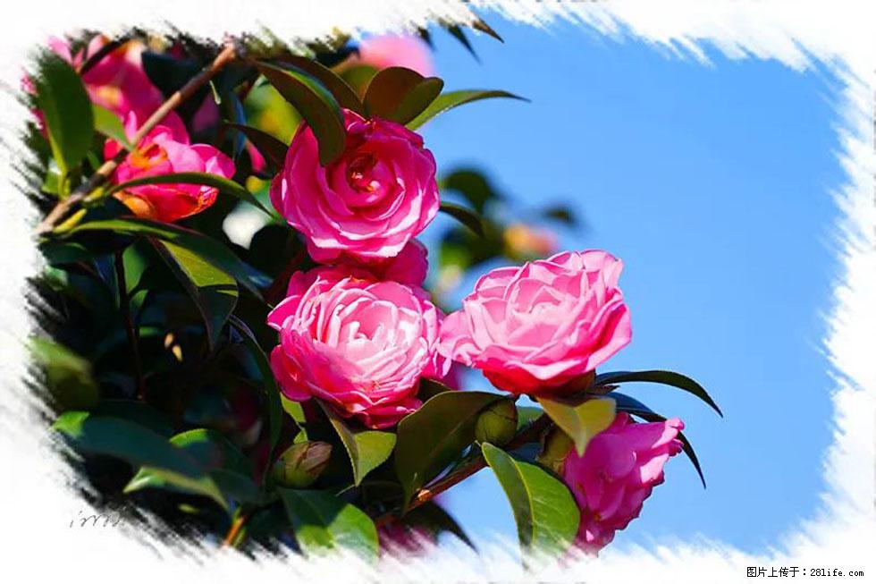 【春天,广西桂林灌阳县向您发出邀请!】杨柳井茶花惹人爱 - 游山玩水 - 丽水生活社区 - 丽水28生活网 lishui.28life.com