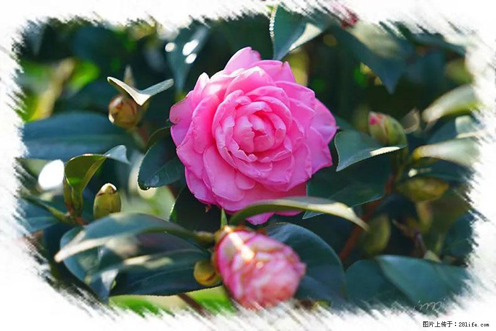 【春天,广西桂林灌阳县向您发出邀请!】杨柳井茶花惹人爱 - 游山玩水 - 丽水生活社区 - 丽水28生活网 lishui.28life.com