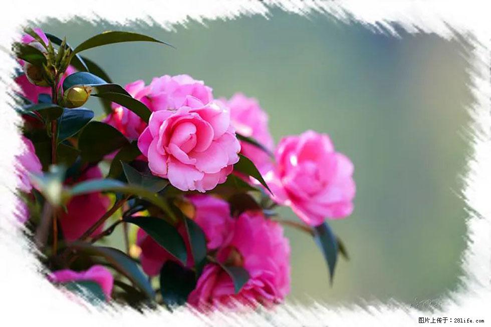 【春天,广西桂林灌阳县向您发出邀请!】杨柳井茶花惹人爱 - 游山玩水 - 丽水生活社区 - 丽水28生活网 lishui.28life.com