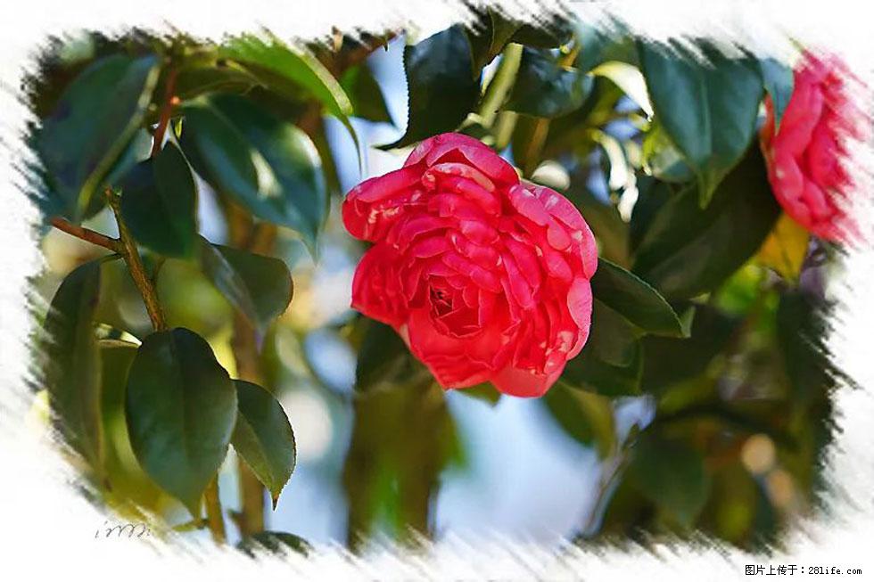 【春天,广西桂林灌阳县向您发出邀请!】杨柳井茶花惹人爱 - 游山玩水 - 丽水生活社区 - 丽水28生活网 lishui.28life.com