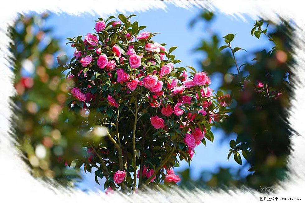 【春天,广西桂林灌阳县向您发出邀请!】杨柳井茶花惹人爱 - 游山玩水 - 丽水生活社区 - 丽水28生活网 lishui.28life.com