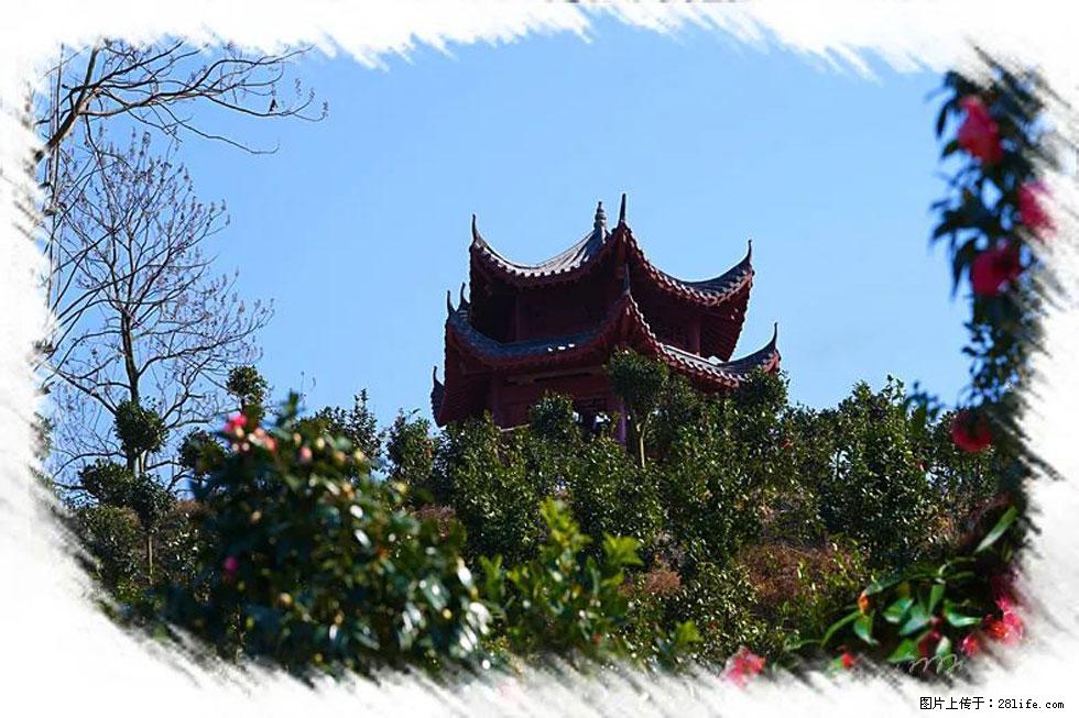 【春天,广西桂林灌阳县向您发出邀请!】杨柳井茶花惹人爱 - 游山玩水 - 丽水生活社区 - 丽水28生活网 lishui.28life.com