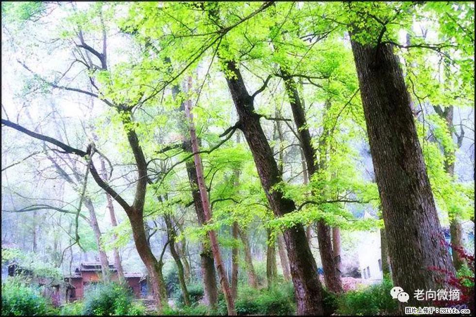 【春天,广西桂林灌阳县向您发出邀请!】在小龙村与春天约会 - 游山玩水 - 丽水生活社区 - 丽水28生活网 lishui.28life.com