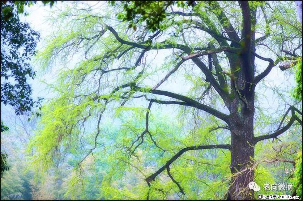 【春天,广西桂林灌阳县向您发出邀请!】在小龙村与春天约会 - 游山玩水 - 丽水生活社区 - 丽水28生活网 lishui.28life.com