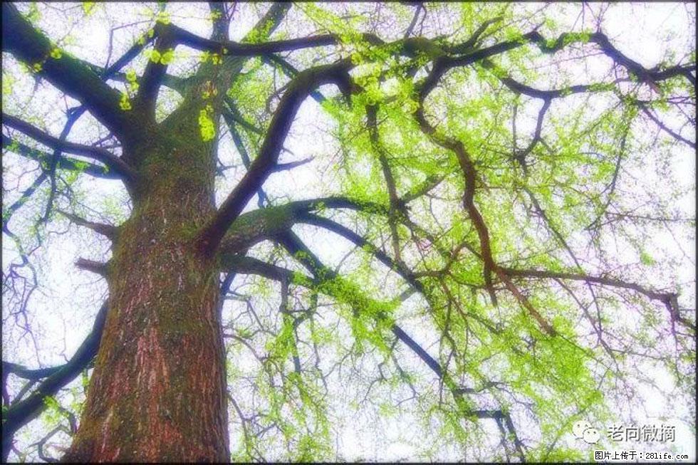 【春天,广西桂林灌阳县向您发出邀请!】在小龙村与春天约会 - 游山玩水 - 丽水生活社区 - 丽水28生活网 lishui.28life.com