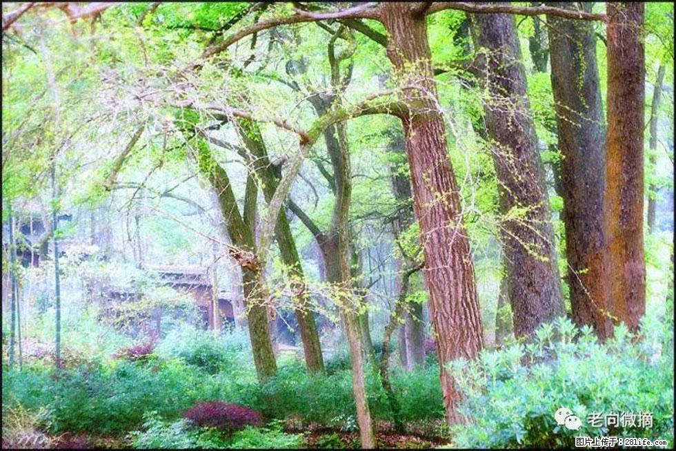 【春天,广西桂林灌阳县向您发出邀请!】在小龙村与春天约会 - 游山玩水 - 丽水生活社区 - 丽水28生活网 lishui.28life.com