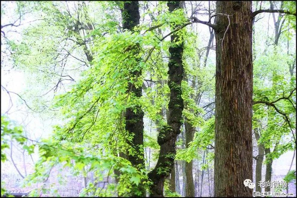 【春天,广西桂林灌阳县向您发出邀请!】在小龙村与春天约会 - 游山玩水 - 丽水生活社区 - 丽水28生活网 lishui.28life.com