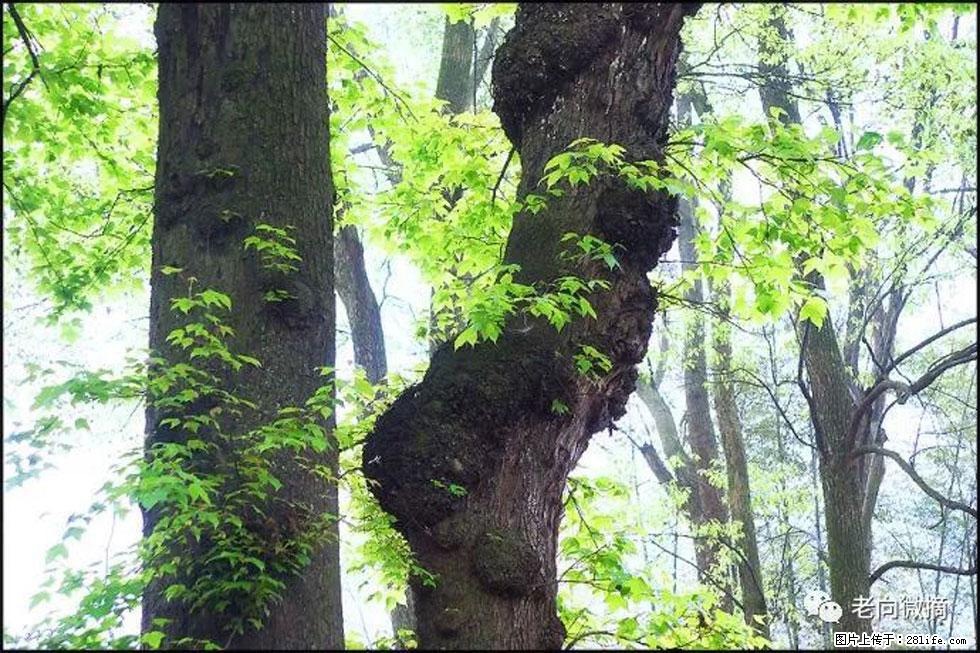 【春天,广西桂林灌阳县向您发出邀请!】在小龙村与春天约会 - 游山玩水 - 丽水生活社区 - 丽水28生活网 lishui.28life.com