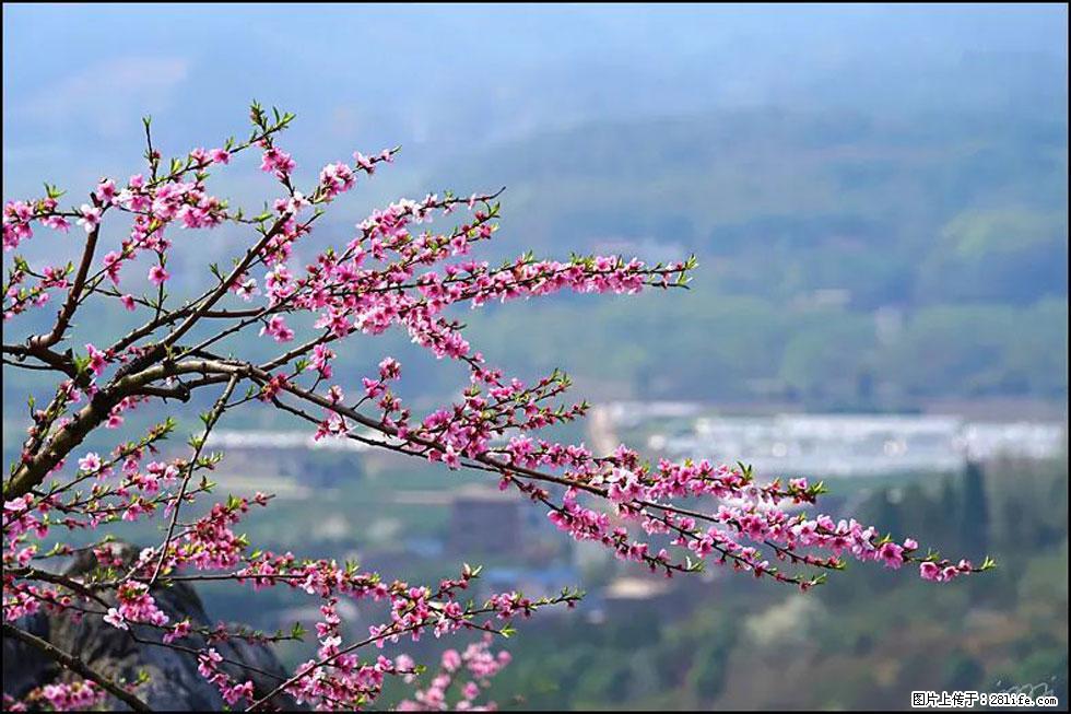 【春天,广西桂林灌阳县向您发出邀请!】望月岭上桃花开 - 游山玩水 - 丽水生活社区 - 丽水28生活网 lishui.28life.com