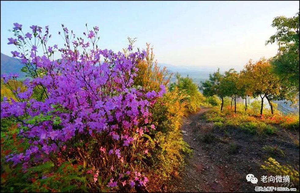 【春天,广西桂林灌阳县向您发出邀请!】登麒麟山,相约映山红 - 游山玩水 - 丽水生活社区 - 丽水28生活网 lishui.28life.com