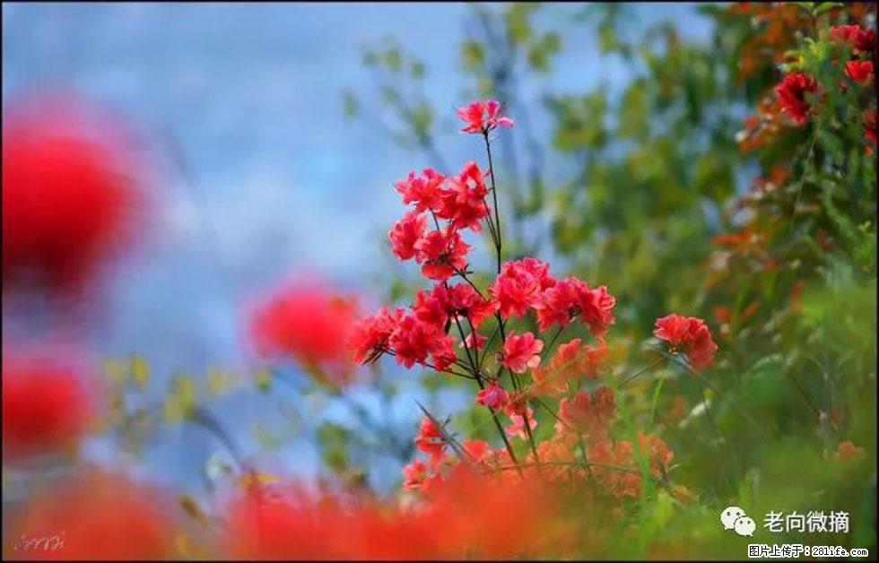 【春天,广西桂林灌阳县向您发出邀请!】登麒麟山,相约映山红 - 游山玩水 - 丽水生活社区 - 丽水28生活网 lishui.28life.com