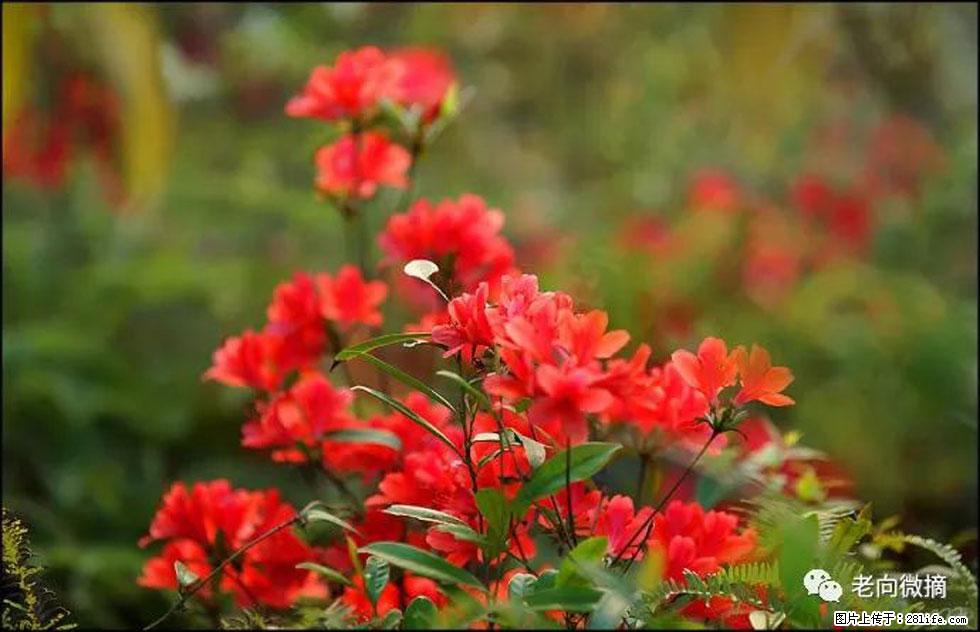 【春天,广西桂林灌阳县向您发出邀请!】登麒麟山,相约映山红 - 游山玩水 - 丽水生活社区 - 丽水28生活网 lishui.28life.com