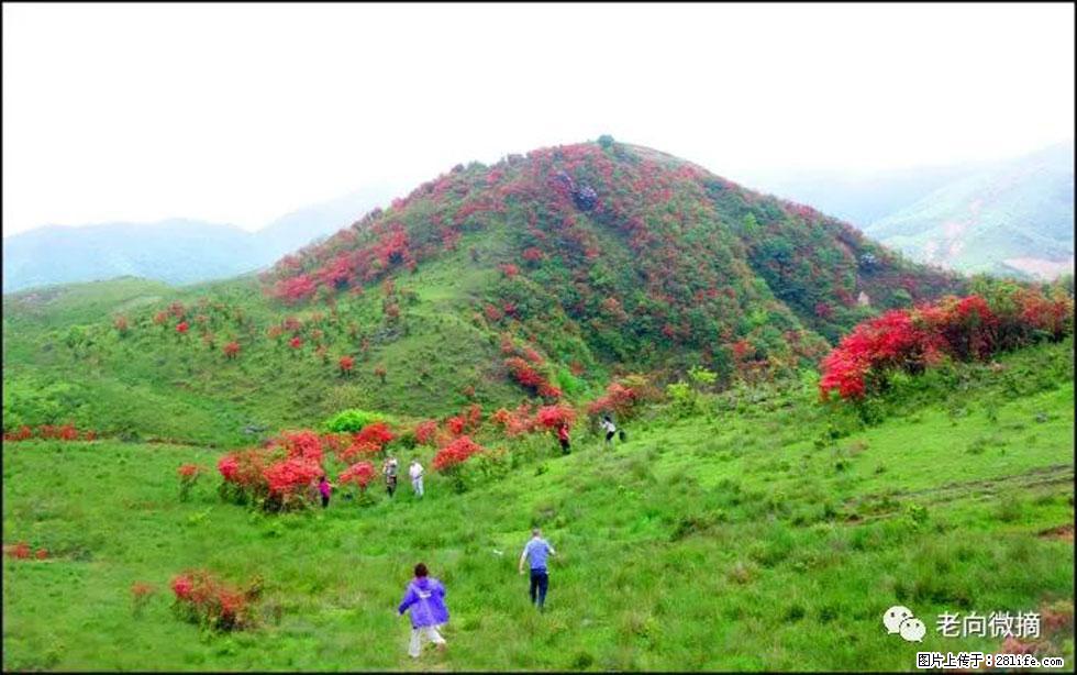 【春天,广西桂林灌阳县向您发出邀请!】宝盖山上映山红 - 游山玩水 - 丽水生活社区 - 丽水28生活网 lishui.28life.com