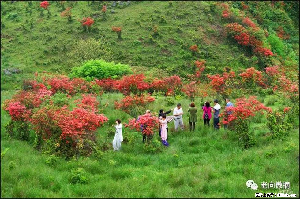 【春天,广西桂林灌阳县向您发出邀请!】宝盖山上映山红 - 游山玩水 - 丽水生活社区 - 丽水28生活网 lishui.28life.com