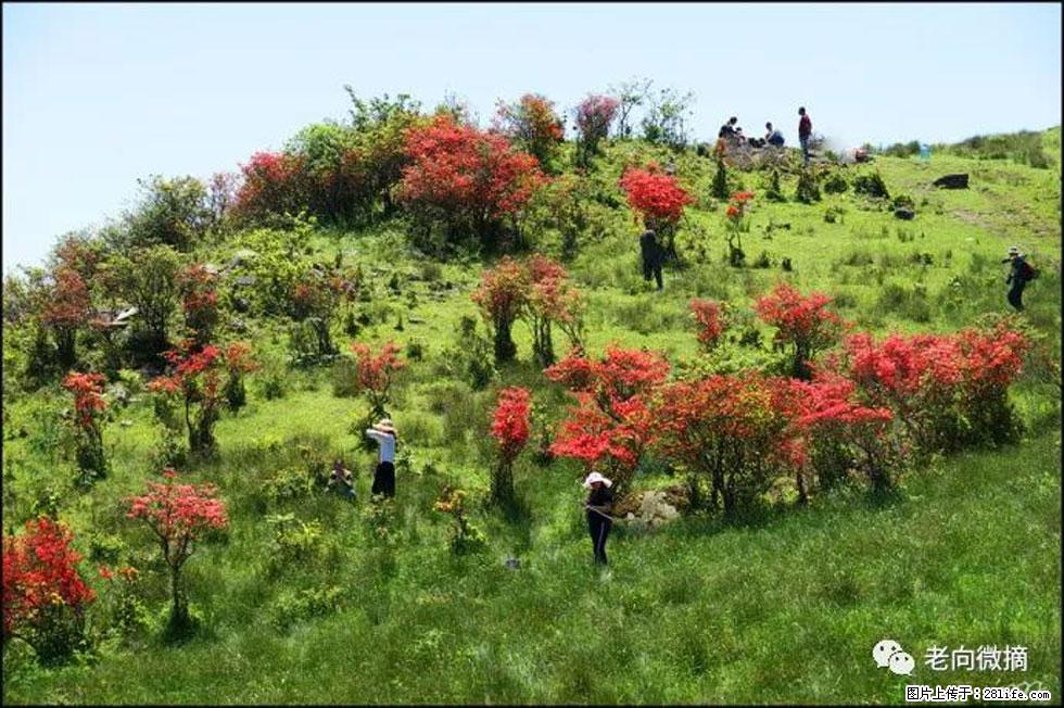 【春天,广西桂林灌阳县向您发出邀请!】宝盖山上映山红 - 游山玩水 - 丽水生活社区 - 丽水28生活网 lishui.28life.com