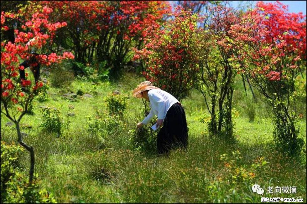 【春天,广西桂林灌阳县向您发出邀请!】宝盖山上映山红 - 游山玩水 - 丽水生活社区 - 丽水28生活网 lishui.28life.com