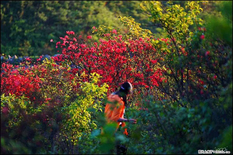 【春天,广西桂林灌阳县向您发出邀请!】春木界上映山红 - 游山玩水 - 丽水生活社区 - 丽水28生活网 lishui.28life.com