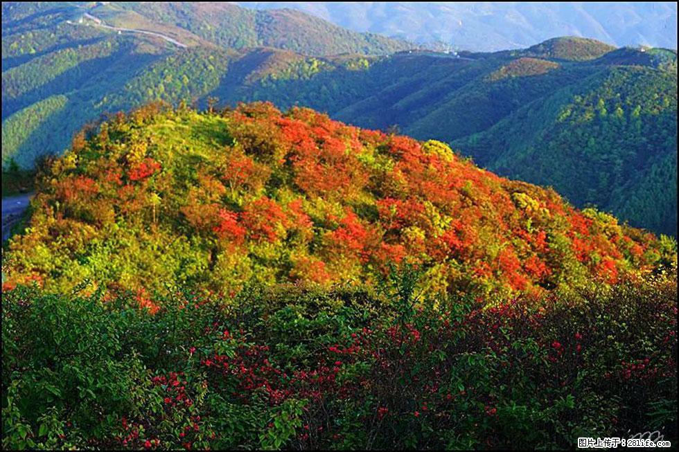 【春天,广西桂林灌阳县向您发出邀请!】春木界上映山红 - 游山玩水 - 丽水生活社区 - 丽水28生活网 lishui.28life.com
