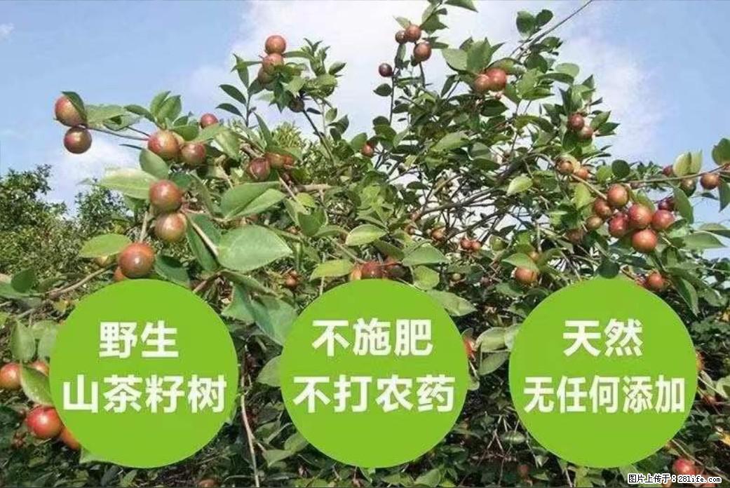 【灌阳县油茶产业示范区】一个有着充实的精神生活的人,对待身外之物自会有一种淡泊的态度 - 美食天地 - 丽水生活社区 - 丽水28生活网 lishui.28life.com