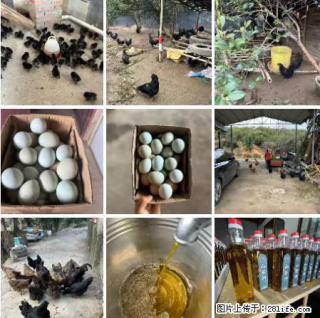 油茶园从小鸡仔开始养起的纯土鸡、土鸡蛋可以预定啦!还有前几天刚榨的纯山茶油哦 - 丽水28生活网 lishui.28life.com