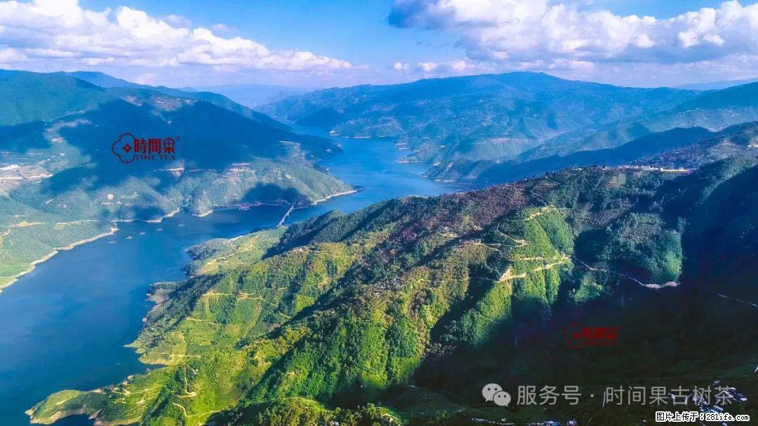 时间果百年古树龙珠普洱生茶 - 购物交流 - 丽水生活社区 - 丽水28生活网 lishui.28life.com