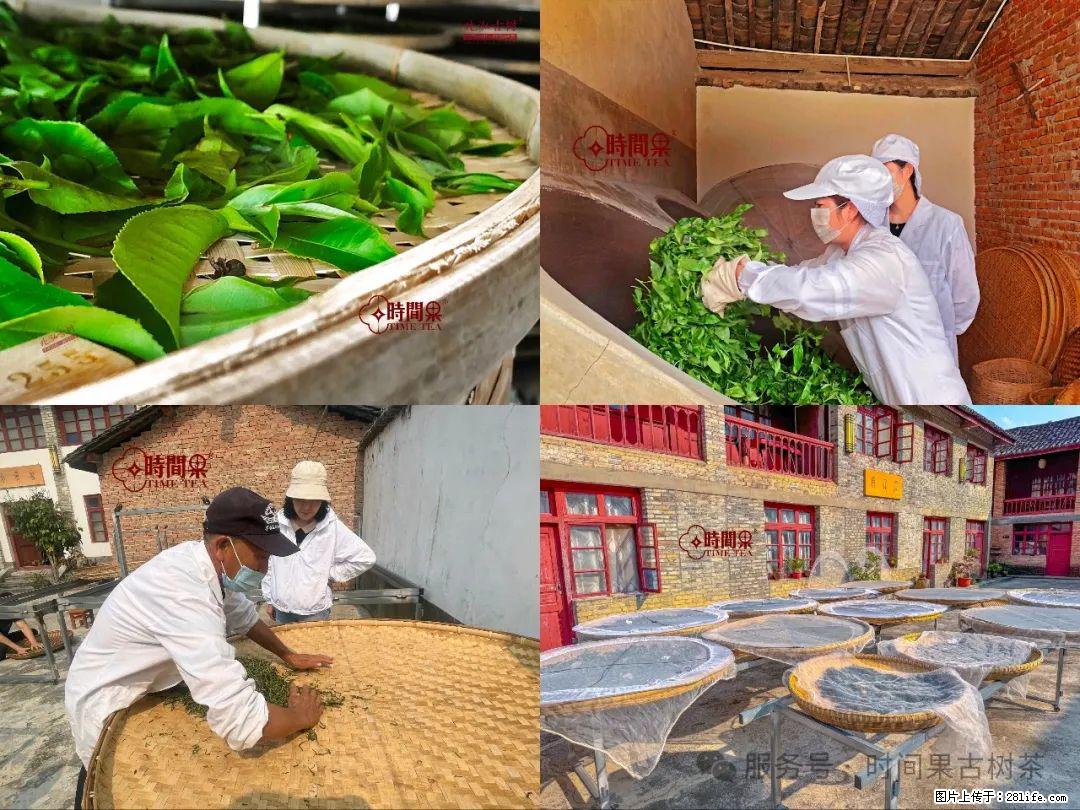 时间果百年古树龙珠普洱生茶 - 购物交流 - 丽水生活社区 - 丽水28生活网 lishui.28life.com