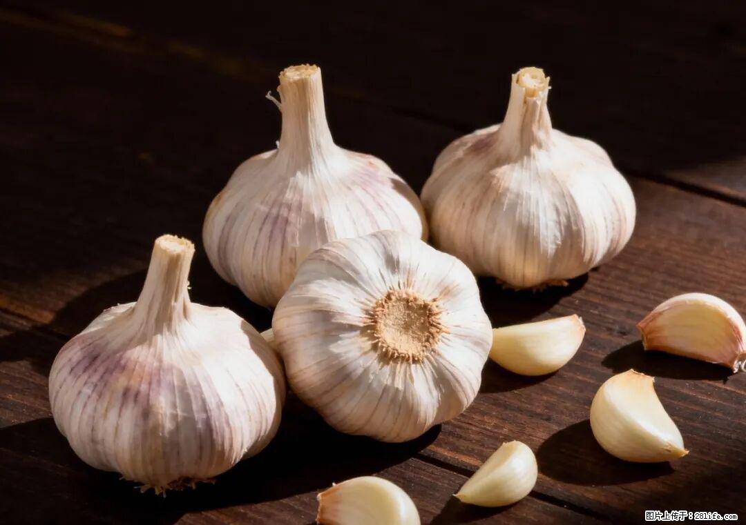 关于大蒜，除了“天然抗生素”，这4个谣言更该警惕! - 丽水生活资讯 - 丽水28生活网 lishui.28life.com