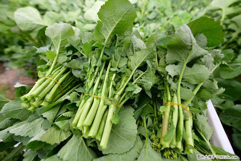 这些蔬菜是“天然钙片”，这6种被医生重点推荐 - 丽水生活资讯 - 丽水28生活网 lishui.28life.com